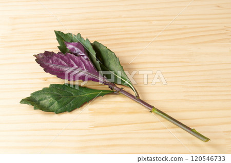 金時草圖像 120546733