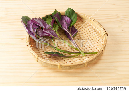 金時草圖像 120546739