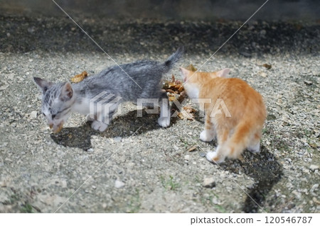 Kittens eating food in the garden. Selective focus. Animal. Kittens eating food in the garden. Selective focus. Animal. 120546787