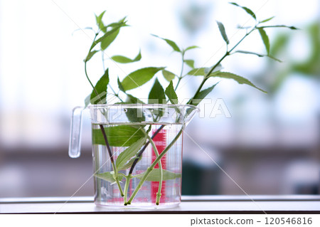Deutzia gracilis rooted in a pitcher Deutzia gracilis rooted in a pitcher 120546816