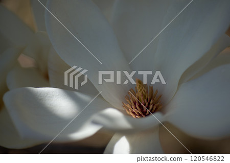 玉蘭花 玉蘭花 120546822