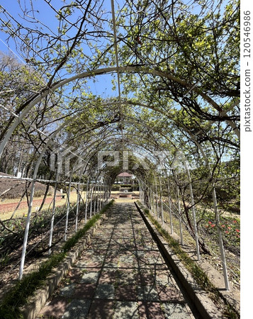 Spring trees and arches 120546986