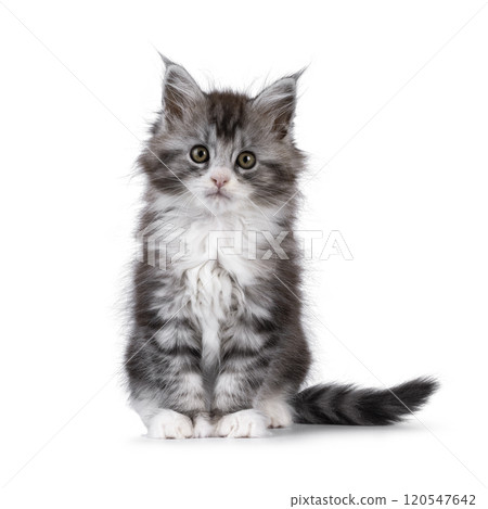 Polydactyle cat on white background 120547642