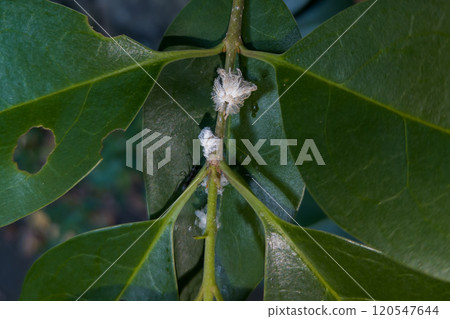 Chinese grasshopper larva Chinese grasshopper larva 120547644