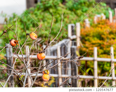 秋果成熟的風景：樹上成熟的柿子，看起來很美味 120547677