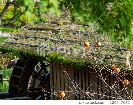 A fruitful autumn scene: Delicious persimmons ripening on the tree A fruitful autumn scene: Delicious persimmons ripening on the tree 120547683