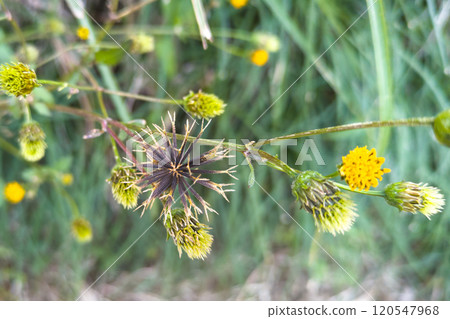 Cosendanga Seeds Sticking Insects Cosendanga Seeds Sticking Insects 120547968