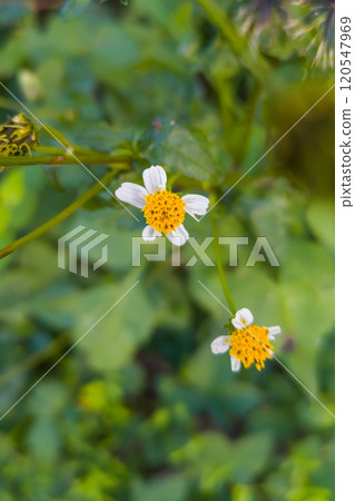 White flowers of Koshironosengangsa 120547969