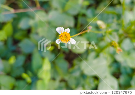 White flowers of Koshironosengangsa 120547970
