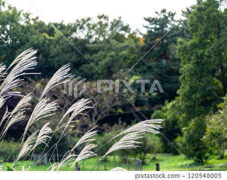 The autumn sky and the rinse The autumn sky and the rinse 120548005