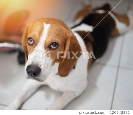 Healthy beagle dog lay on house floor 120548251