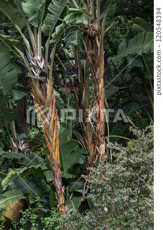 Botany wallpapper, Strelitzia nicolai, giant white paradise bird plant, wild banana plant with white flower, palm background 120548394