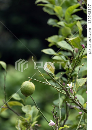 Green lime, Citrus aurantiifolia, lemon handing on a bush branch. Lime tree, fruit of a citrus plant close up. Green lime, Citrus aurantiifolia, lemon handing on a bush branch. Lime tree, fruit of a citrus plant close up. 120548397