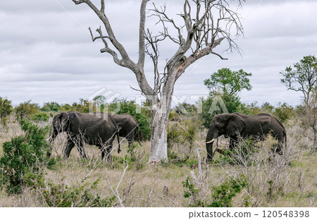 Three African elephants walk on the savannah, near dried tree. Safari in Kruger National Park, South Africa 120548398