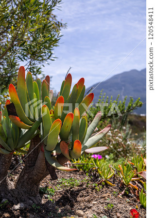 Fan aloe grows in nature. Aloe plicatilis. Shrub with large green orange leaves. South Africa plants 120548411