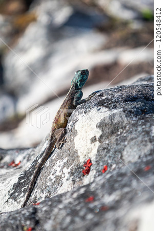 Summer animal wildlife wallpaper. Small colorful lizard in the wild on a stone.  120548412