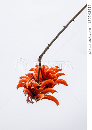 Big red flower of Erythrina caffra, corallodendron. African flora, Coral blooming tree, bright orange flowers. Big red flower of Erythrina caffra, corallodendron. African flora, Coral blooming tree, bright orange flowers. 120548413