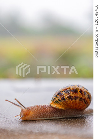 Gastropods with an external spotted brown black shell. snail crawls along a rough surface Gastropods with an external spotted brown black shell. snail crawls along a rough surface 120548416