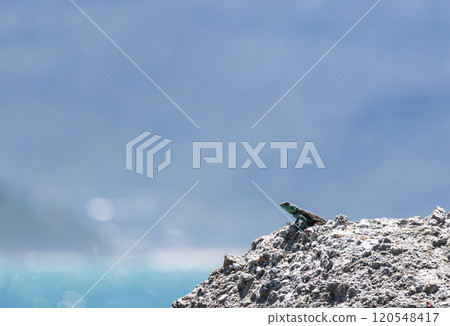 Small lizard on a rock in the lower right corner of the frame looks into the distance. Animal wallpaper Small lizard on a rock in the lower right corner of the frame looks into the distance. Animal wallpaper 120548417