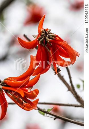Big red flower of Erythrina caffra, corallodendron. African flora, Coral blooming tree, bright orange flowers. Big red flower of Erythrina caffra, corallodendron. African flora, Coral blooming tree, bright orange flowers. 120548418