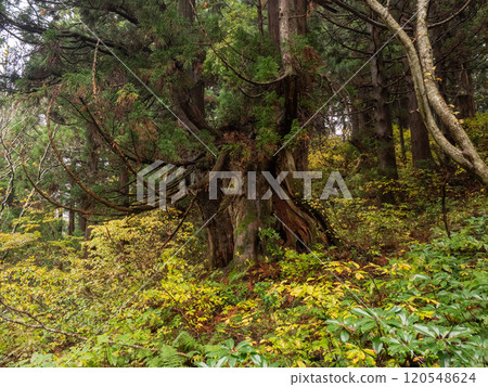 Kongo Cedar, Natural Cedar from Sado Island 120548624