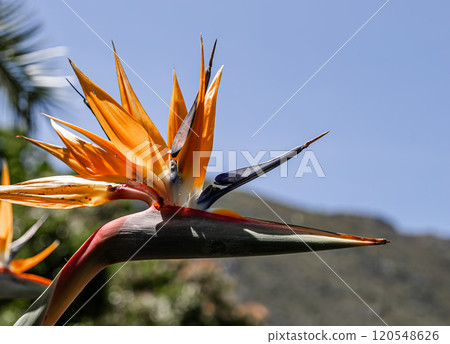 Strelitzia reginae, Paradise Bird flower against the backdrop of a hill and blue sky. African flowers Strelitzia reginae, Paradise Bird flower against the backdrop of a hill and blue sky. African flowers 120548626