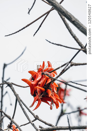 Erythrina caffra, corallodendron. African Coral tree, without leaves, with big red flowers. South Africa Erythrina caffra, corallodendron. African Coral tree, without leaves, with big red flowers. South Africa 120548627