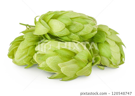 Hop cones isolated on white background. Beer brewing ingredients Hop cones isolated on white background. Beer brewing ingredients 120548747