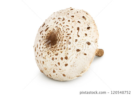 Parasol mushroom or Macrolepiota procera isolated on white background Parasol mushroom or Macrolepiota procera isolated on white background 120548752
