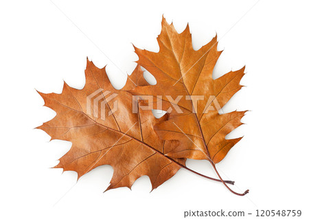 Autumn oak leaf isolated on white background. Fall season foliage. Top view. Flat lay 120548759
