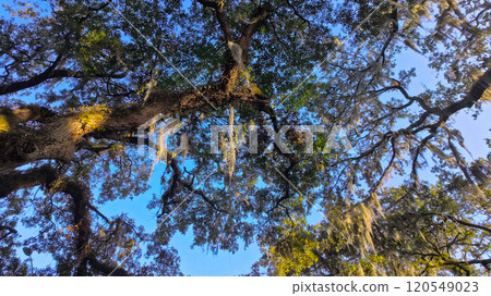 Southern Live Oak trees against blue sky 120549023