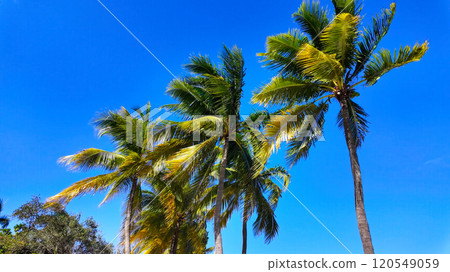 Palm Trees at beautiful Bayfront Park in Miami Florida 120549059