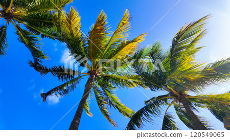 Palm Trees at beautiful Bayfront Park in Miami Florida 120549065
