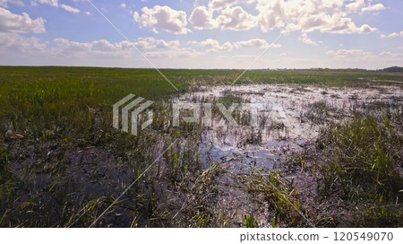 The Swamps and grasslands of Florida typical for the Everglades 120549070
