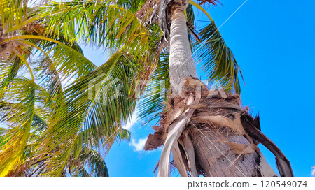 Amazing Palm trees against blue sky at a tropical beach Amazing Palm trees against blue sky at a tropical beach 120549074