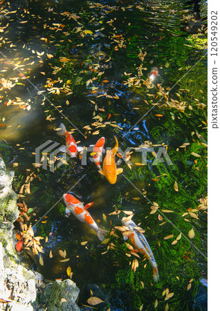 Autumn pond with fallen leaves and koi carp Autumn pond with fallen leaves and koi carp 120549202
