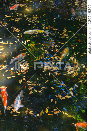Autumn pond with fallen leaves and koi carp Autumn pond with fallen leaves and koi carp 120549203