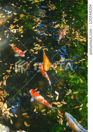Autumn pond with fallen leaves and koi carp Autumn pond with fallen leaves and koi carp 120549204