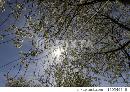 sunny weather in an orchard with cherries 120549346