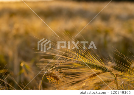 the yellow sun at sunset in a field with a harvest of rye cereals 120549365