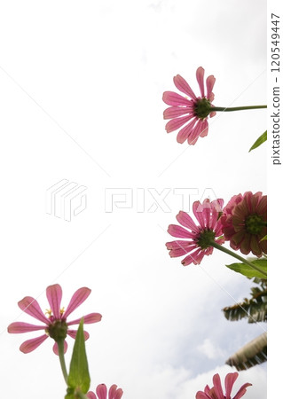 Sunny summer day.In a flower bed in a large number various zinnias grow and blossom. Sunny summer day.In a flower bed in a large number various zinnias grow and blossom. 120549447