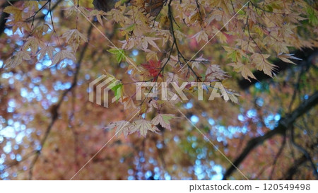 Yellow autumn leaves of maple trees Yellow autumn leaves of maple trees 120549498