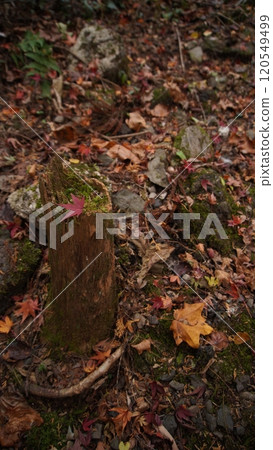 Fallen autumn leaves on a stump Fallen autumn leaves on a stump 120549499