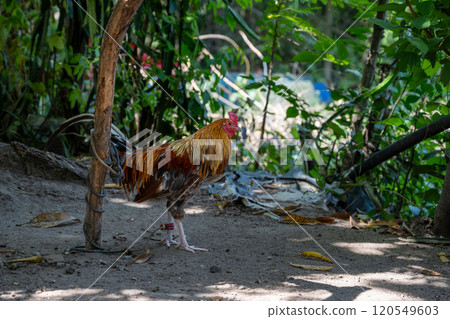 A colorful rooster or fighting cock with green jungle foliage in the background 120549603
