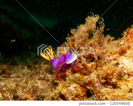A close-up picture of a Hypselodoris apolegma nudibranch crawling on soft corals in the Philippines A close-up picture of a Hypselodoris apolegma nudibranch crawling on soft corals in the Philippines 120549608