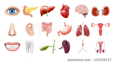 Human internal organs isolated on white background. Lungs, kidneys, stomach, intestines, brain, heart, spleen, liver, tooth, trachea, gallbladder, eye. Realistic 3d vector icons set Human internal organs isolated on white background. Lungs, kidneys, stomach, intestines, brain, heart, spleen, liver, tooth, trachea, gallbladder, eye. Realistic 3d vector icons set 120550371