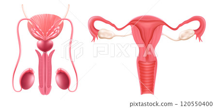 Realistic set of male and female human reproductive system. isolated on white background. Realistic 3d vector illustration Realistic set of male and female human reproductive system. isolated on white background. Realistic 3d vector illustration 120550400
