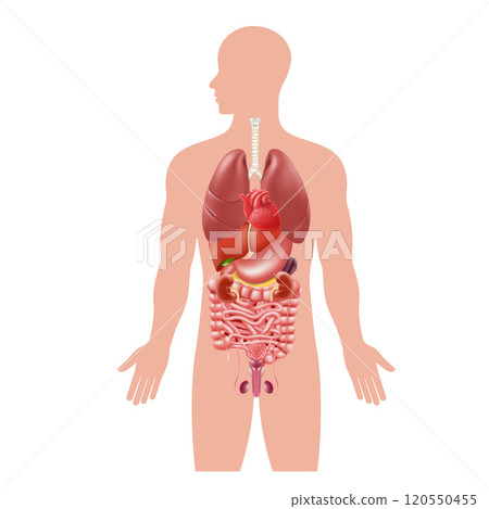 Human body internal organs. Stomach and lungs, kidneys and heart, brain and liver. Medical anatomy vector infographics. Realistic 3d illustration, isolated on white background Human body internal organs. Stomach and lungs, kidneys and heart, brain and liver. Medical anatomy vector infographics. Realistic 3d illustration, isolated on white background 120550455