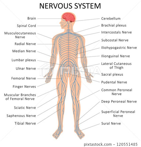 Human nervous system. Medical Education Chart of Biology for Nervous System Diagram. Vector illustration Human nervous system. Medical Education Chart of Biology for Nervous System Diagram. Vector illustration 120551485