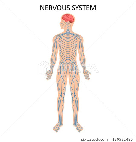 Human nervous system. Medical Education Chart of Biology for Nervous System Diagram. Vector illustration Human nervous system. Medical Education Chart of Biology for Nervous System Diagram. Vector illustration 120551486